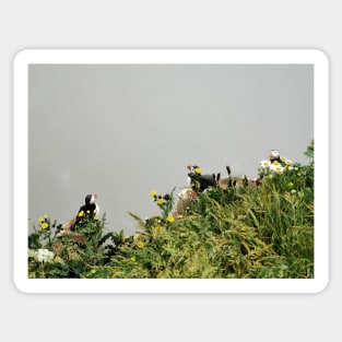 Puffins & Flowers Sticker